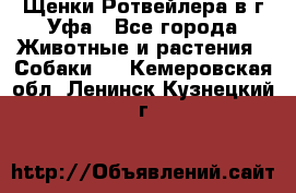 Щенки Ротвейлера в г.Уфа - Все города Животные и растения » Собаки   . Кемеровская обл.,Ленинск-Кузнецкий г.